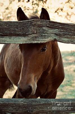 Mendel the Colt by Lara Morrison Mendel the Colt by Lara Morrison