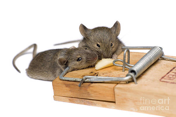 Better Mousetrap #1 Poster by CSA Images - Fine Art America