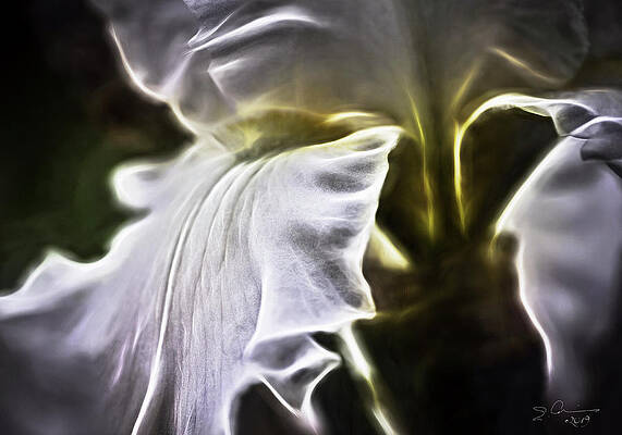 Midnight Iris by Evie Carrier Midnight Iris by Evie Carrier