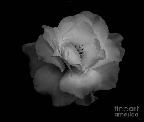Midnight Rose by Jaime Miller Midnight Rose by Jaime Miller