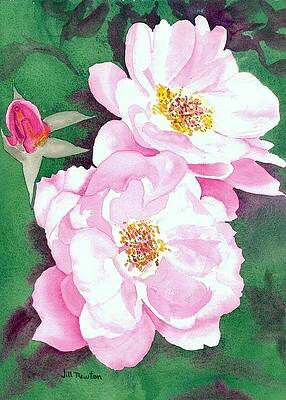 Mike's Roses by Jill Newton