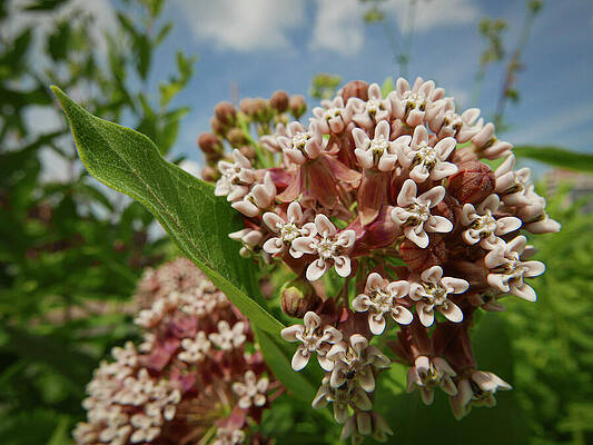 Wall Art - Photograph - Milkweed Flowers, Minnesota Summer by Rob Sheppard