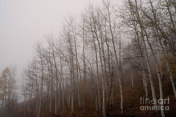 Wall Art - Photograph - Mist and Aspens by Julia McHugh