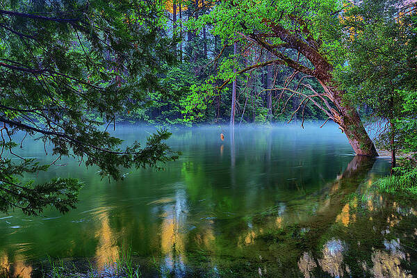 Mist on the Merced by Greg Norrell Mist on the Merced by Greg Norrell