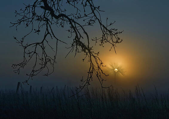 Misty, Dark, Foggy Scen With Tree Print by Diane Miller
