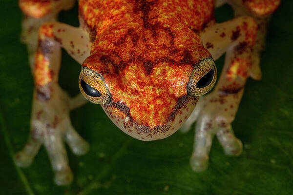 Wall Art - Photograph - Miyatai's Clownfrog Head Portrait, Yasuni National Park by Lucas Bustamante / Naturepl.com