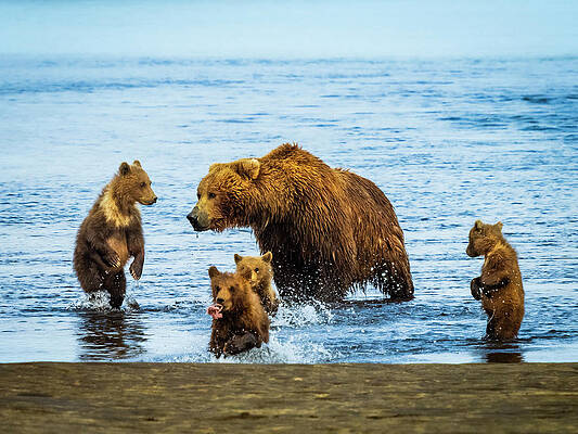 Wall Art - Photograph - Mom With Four Cubs After Catching by Ralph Lee Hopkins