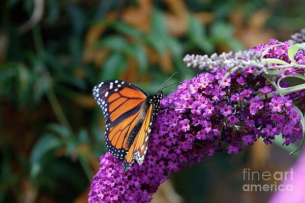 Monarch on pink by P W Monarch on pink by P W