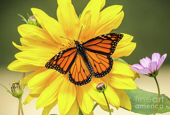 Monarch Sunflower by Cheryl Baxter Monarch Sunflower by Cheryl Baxter