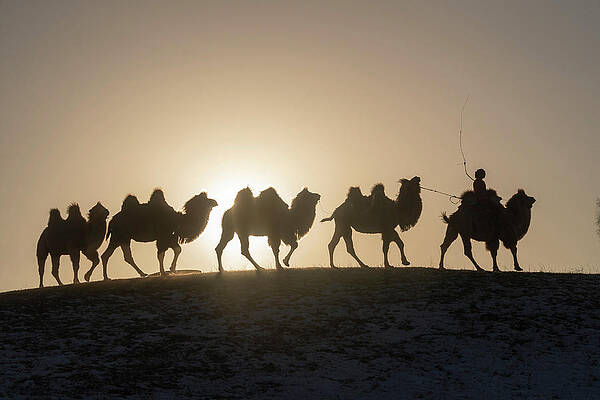 Wall Art - Photograph - Mongol Driving A Camel Caravan Of Bactrian Camel, Mongolia by Sylvain Cordier / Naturepl.com