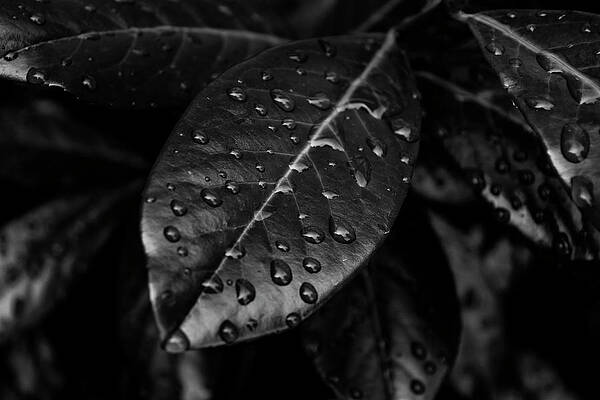 Wall Art - Photograph - Monochrome Flower 79 by Anita Vincze