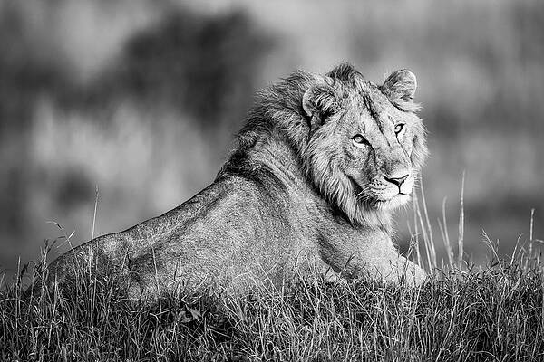 Wall Art - Photograph - Monotone Male Lion Panthera Leo Lies by Nick Dale
