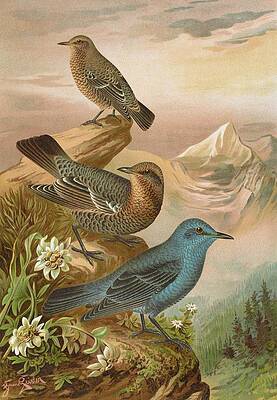 Wall Art - Painting - Monticola Cyanus by Johann Friedrich Naumann