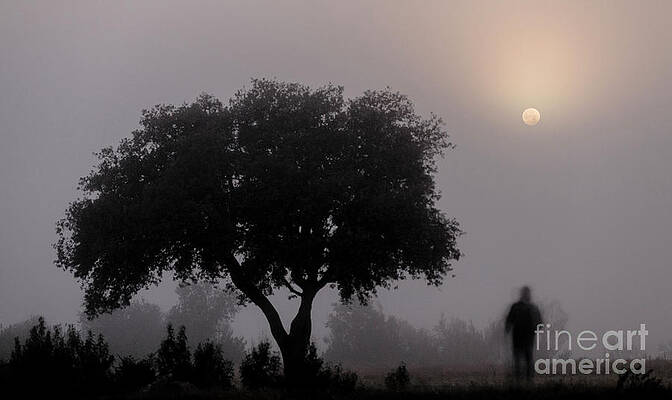 Wall Art - Photograph - Moon In Fog By Tree by Science Photo Library