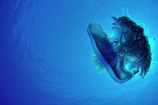Wall Art - Photograph - Moon Jellyfish (aurelia Aurita) Taken by Born Wild Photos