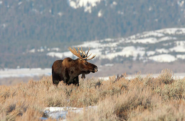 Wall Art - Photograph - Moose and view by Ronnie And Frances Howard