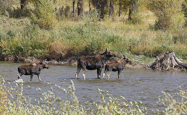 Wall Art - Photograph - Moose with Twins by Jean Clark