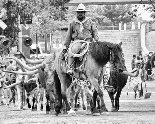 Wall Art - Photograph - Morning In Fort Worth by Leonid Yermoshkin