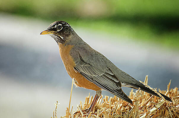 Morning Robin by Susan McMenamin Morning Robin by Susan McMenamin