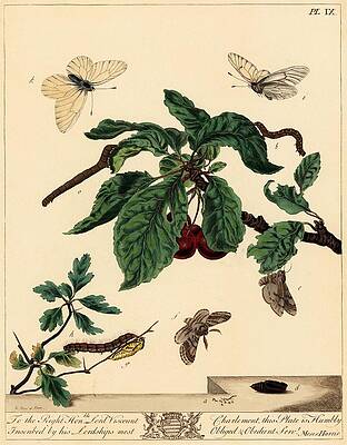 Wall Art - Drawing - Moses Harris from 'The Aurelian, a Natural History of English Moths and Butterflies,' 1840. by Album
