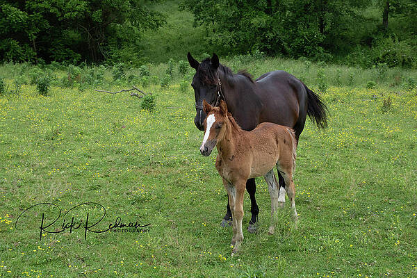 Mother and Baby by Rick Redman Mother and Baby by Rick Redman