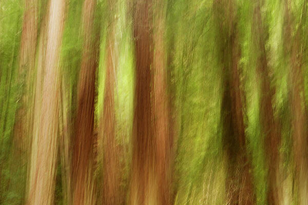 Muir Woods Redwoods Abstract by Sebastian Kennerknecht Muir Woods Redwoods Abstract by Sebastian Kennerknecht