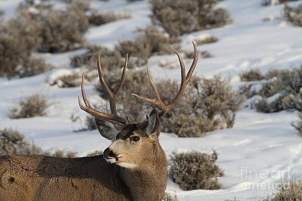 Mule Deer Buck-2 by Edward R Wisell Mule Deer Buck-2 by Edward R Wisell