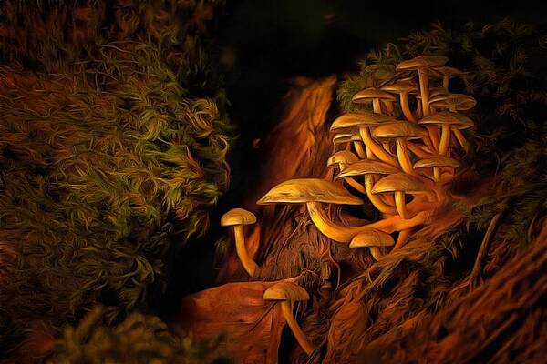 Mushrooms by Harry Warrick Mushrooms by Harry Warrick