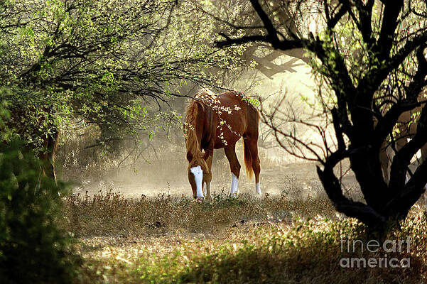 Mustang's Secret Garden by Barbara Sophia Travels Mustang's Secret Garden by Barbara Sophia Travels