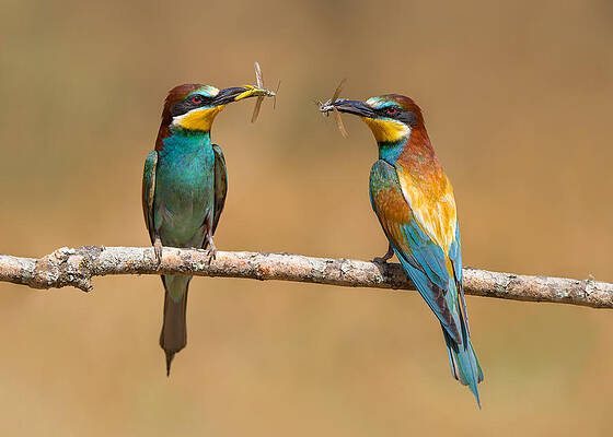Two Bee-eaters Perching with Grasshoppers Print