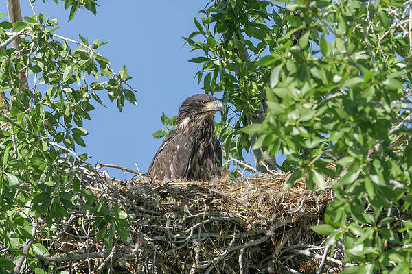 Wall Art - Photograph - My Nest by Ronnie And Frances Howard
