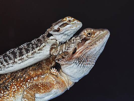 Bearded Dragon Art - Fine Art America