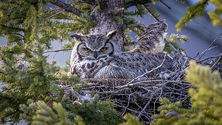Naturally Patient by Kevin Dietrich Naturally Patient by Kevin Dietrich
