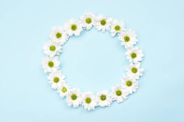Wall Art - Photograph - Nature Background, White Daisies Arranged In A Circle On White Background With Copy Space by Cavan Images