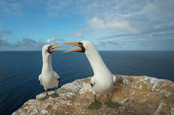 Wall Art - Photograph - Nazca Boobies Courting by Tui De Roy