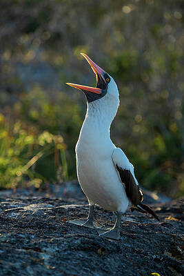 Wall Art - Photograph - Nazca Booby Calling. Galapagos Islands by Tui De Roy / Naturepl.com