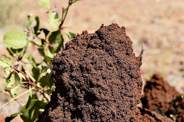 Nest of ants by Ravindra Kumar