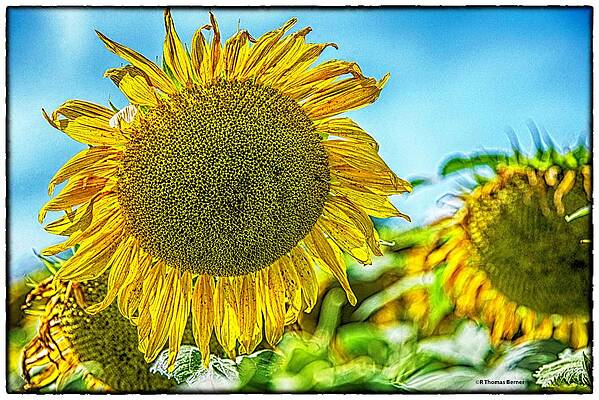 New Upload by R Thomas Berner New Upload by R Thomas Berner