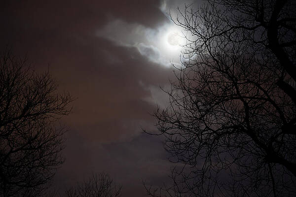 Night Sky With Moon, Clouds And Trees Print by Shannon Fagan