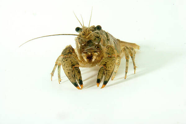 Wall Art - Photograph - North American Crayfish Portrait On White Background, Lake by Franco Banfi / Naturepl.com