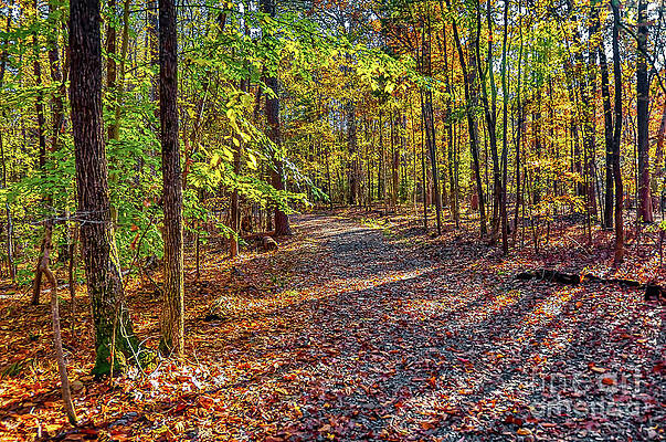 North Forest Path by James Foshee North Forest Path by James Foshee