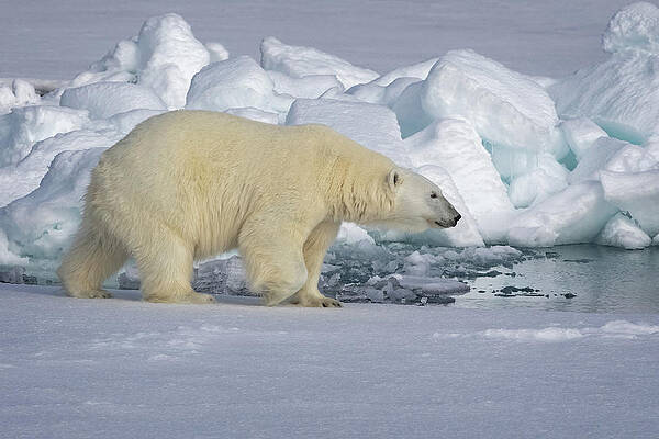North Pole Polar Bear 2 by Steven Upton North Pole Polar Bear 2 by Steven Upton