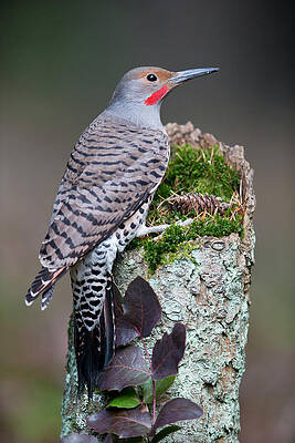 Wall Art - Photograph - Northern Flicker by Donald M. Jones