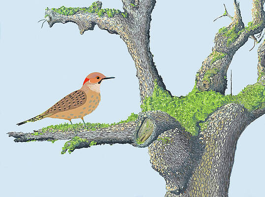Northern flicker by Gary Giacomelli Northern flicker by Gary Giacomelli