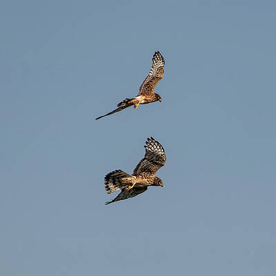 Northern Harriers 9 by Douglas Killourie Northern Harriers 9 by Douglas Killourie