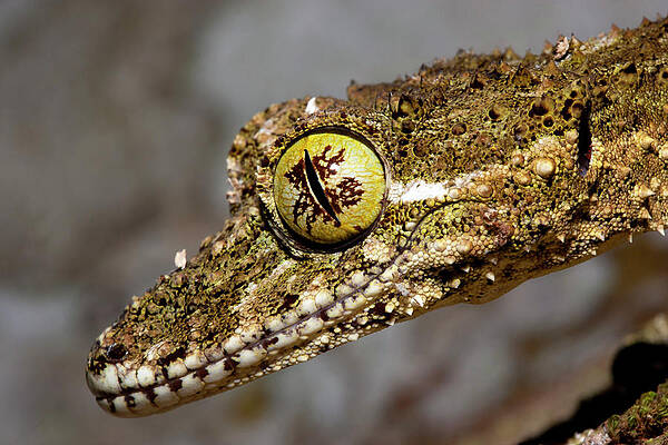 Wall Art - Photograph - Northern Leaf Tailed Gecko Portrait, Tree Dwelling Gecko by Bruce Thomson / Naturepl.com