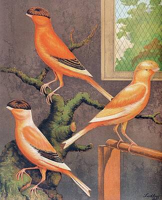 Wall Art - Painting - Norwich Canaries-evenly-marked Crested Yellow, Grey Crested by W. A . Blakston