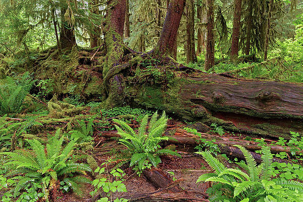 Wall Art - Photograph - Nurse Log And Big Leaf Maple Tree by Adam Jones