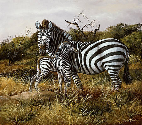 Zebra Wall Art (Page #9 of 35) | Fine Art America