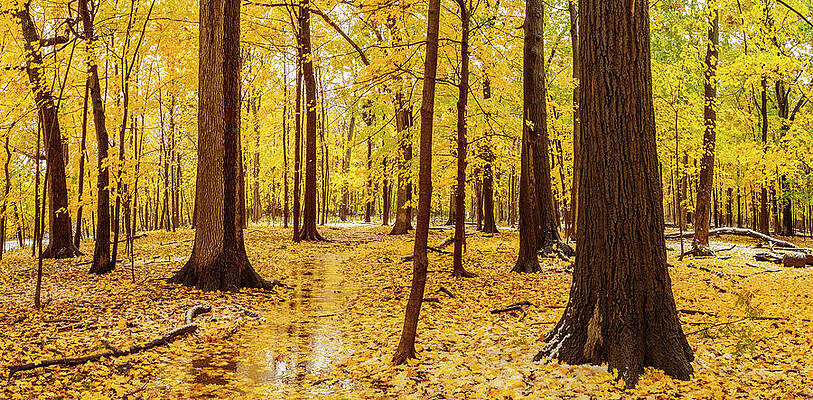 October Snow Thatcher Woods by Todd Bannor October Snow Thatcher Woods by Todd Bannor